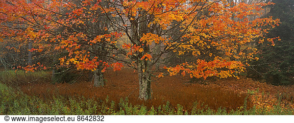 Ein Ahornbaum mit Herbstlaub  roten Blättern an den Ästen und von den Bäumen fallendem Laub.