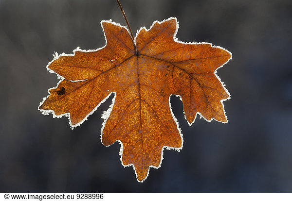 Ein Ahornblatt in Herbstfarben auf Eis.