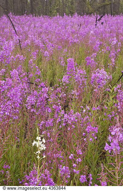 Ein Albino Schmalblättriges Weidenröschen Bloom Amongs ein Feld von Schmalblättriges Weidenröschen in der Nähe von Dalton Highway  Alaska Interior  Sommer