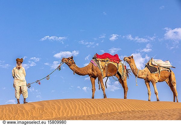 Ein alter Mann mit seinen Kamelen  Wüste Thar  Rajasthan  Indien  Asien