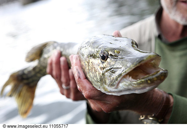 Ein Angler  der einen großen Hechtfisch mit weitem Maul  einen Fang  hält.