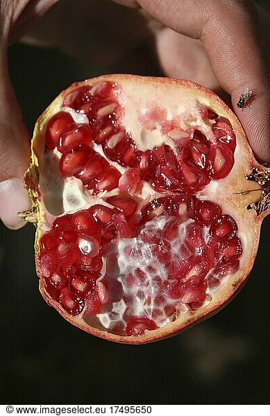 Ein aufgeschnittener Granatapfel zeigt seinen kräftig roten Inhalt  Marokko -