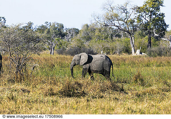Ein ausgewachsener Elefant  loxodonta africanus  watet durch ein Sumpfgebiet