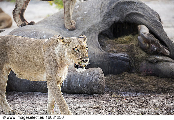 Ein ausgewachsenes Löwenweibchen bei einem toten Elefantenkadaver.