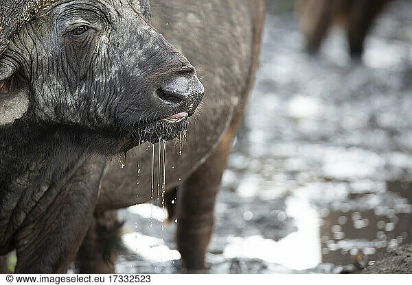 Ein Büffel  Syncerus caffer  trinkt Wasser  Wasser tropft aus seinem Maul  Blick aus dem Rahmen
