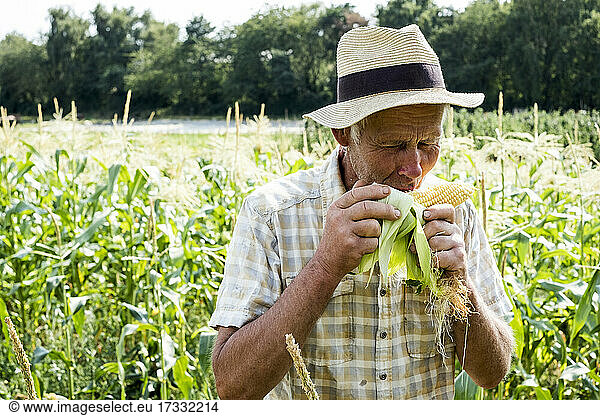 Ein Bauer steht auf einem Feld und isst frisch geernteten Zuckermais.