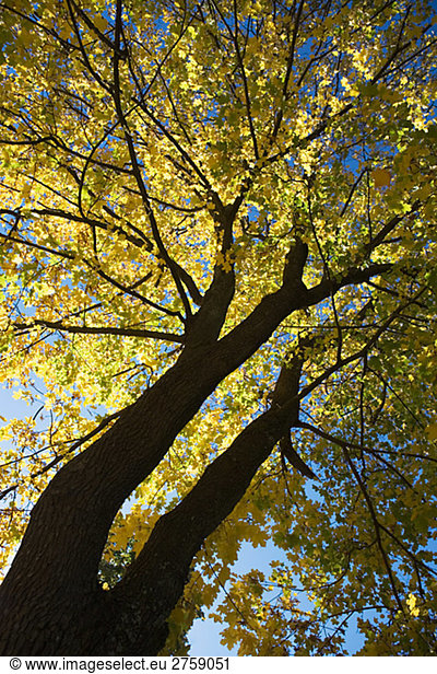 Ein Baum im Herbst Schweden.