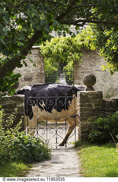 Ein Baumzweig hängt über einem schmiedeeisernen Tor in einem Garten  eine schwarz-weiße Kuh läuft vorbei.
