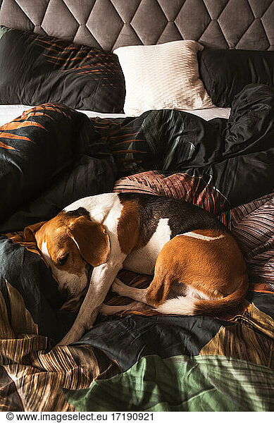 Ein Beagle-Hund schläft auf einem gemütlichen Bettchen. Oben vertikal schießen.