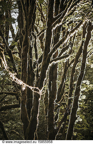 Ein bemooster Baum fängt das Morgenlicht ein  Mount Baker National Forest