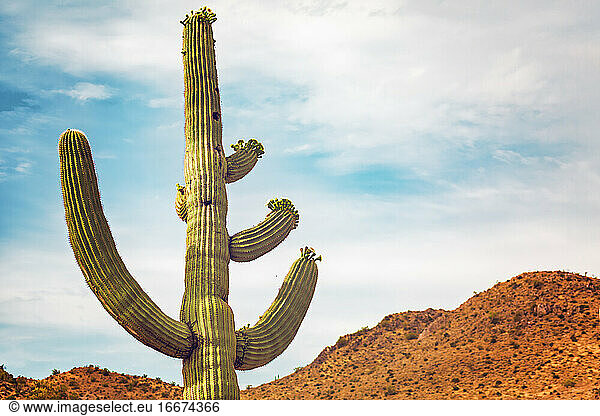 Ein Besuch in der Wüste - Kaktus