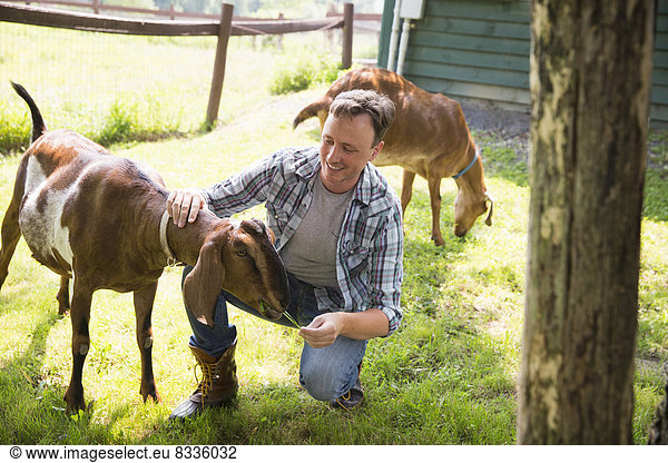 Ein Bio-Bauernhof in den Catskills. Ein Mann in einer Koppel mit zwei großen Ziegen.