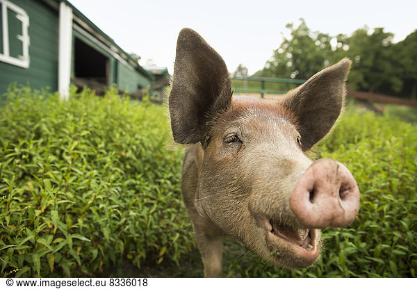 Ein Bio-Bauernhof in den Catskills. Ein Schwein.