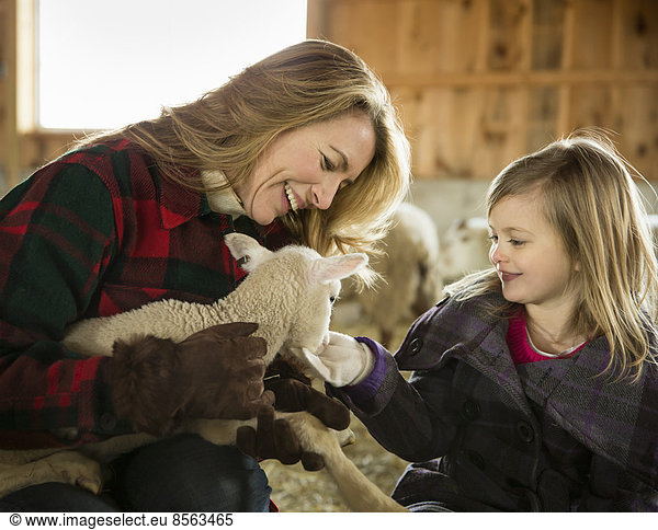 Ein Biobauernhof im Winter im kalten Frühling  Bundesstaat New York. Vieh überwintert. Eine Frau und ein Kind streicheln ein kleines Lamm.