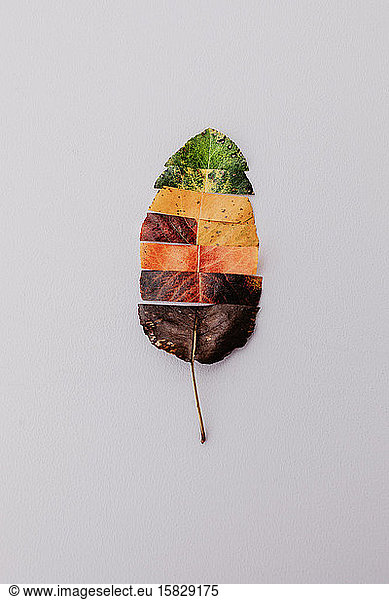 Ein Blatt auf weißem Hintergrund in verschiedenen Herbstfarben geschnitten.