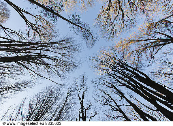 Ein Blick von Grund auf die Bäume im Winter ohne Blätter.