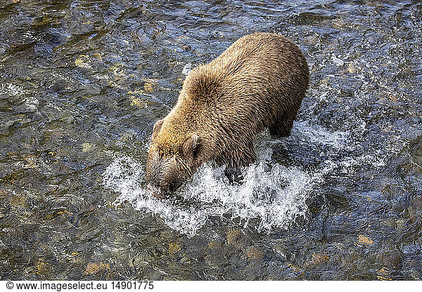 Ein Braunbär (Ursus arctos) fischt während der sommerlichen Lachswanderung im Russian River in der Nähe von Cooper Landing  Süd-Zentral-Alaska; Alaska  Vereinigte Staaten von Amerika
