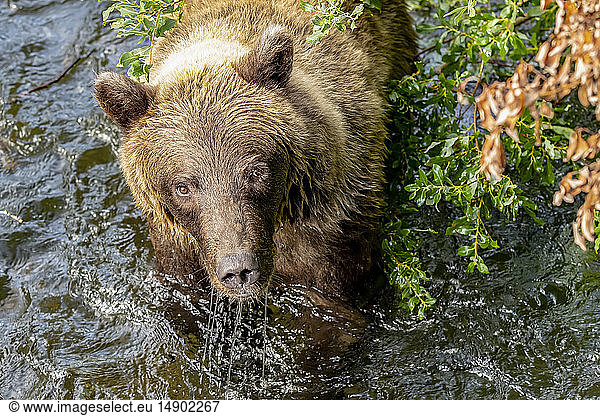 Ein Braunbär (Ursus arctos) fischt während der sommerlichen Lachswanderung im Russian River in der Nähe von Cooper Landing  Süd-Zentral-Alaska; Alaska  Vereinigte Staaten von Amerika