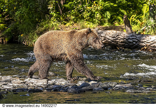Ein Braunbär (Ursus arctos) während der sommerlichen Lachswanderung im Russian River bei Cooper Landing  Süd-Zentral-Alaska; Alaska  Vereinigte Staaten von Amerika