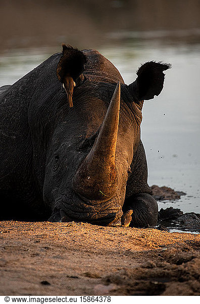 Ein Breitmaulnashorn  Ceratotherium simum  legt sich in einem Wasserloch hin  den Kopf auf dem Boden ruhend  Sonnenuntergangslicht