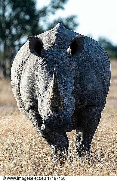 Ein Breitmaulnashorn  Ceratotherium simum  steht auf einer Lichtung  den Blick direkt auf die