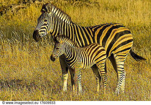 Ein Buchell-Zebrakalb steht neben einem erwachsenen Tier.