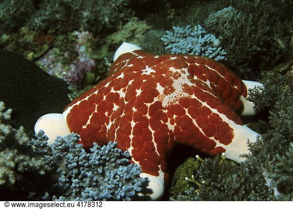Ein Dickarmseestern (Choriaster granulatus) im Korallenriff  Musandam  Sultanat Oman  Arabische Halbinsel  Naher Osten  Indischer Ozean