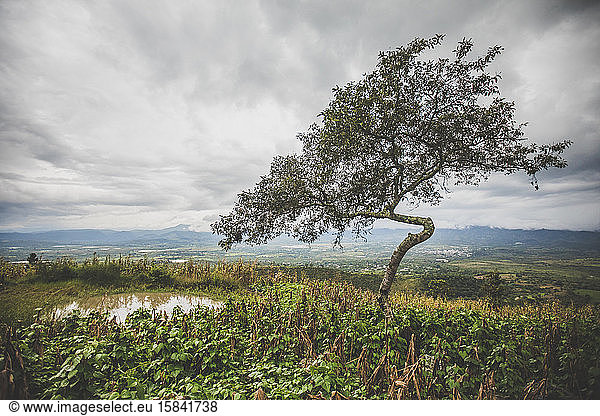 Ein einsamer Baum wächst über landwirtschaftlichen Nutzpflanzen auf der Spitze eines Berges.