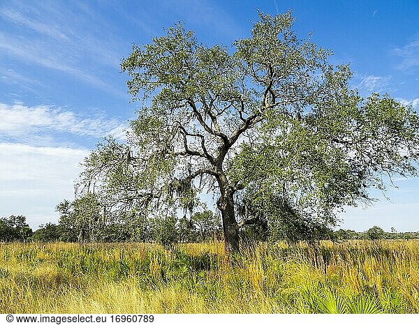 Ein einzelner Baum in der Sägegras-Prärie an einem sonnigen Tag mit blauem Himmel im Myakka River State Park in Sarasota  Florida  USA.