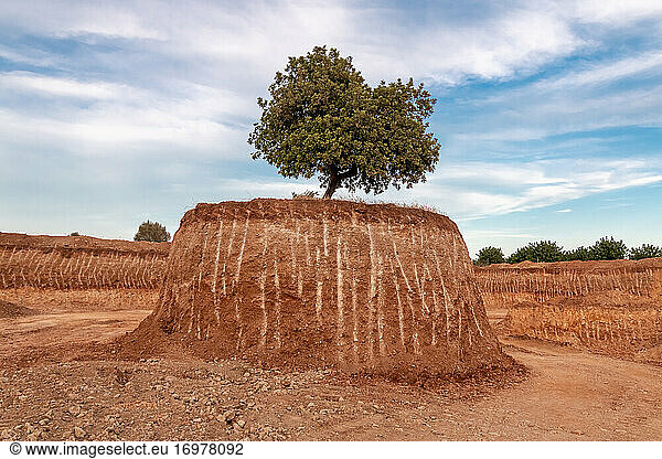 Ein einzelner Baum inmitten einer großen Ausgrabung auf einer kleinen Insel