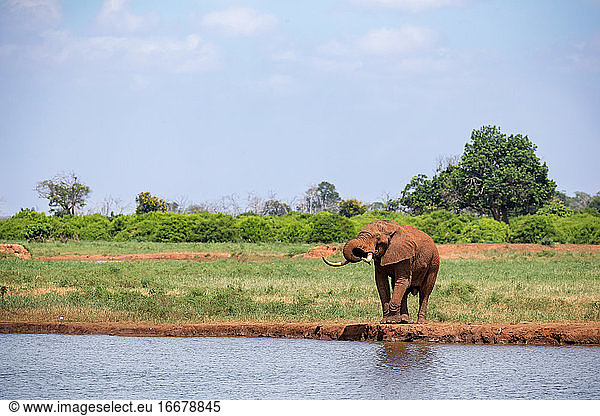 Ein Elefant am Wasserloch in der Savanne von Kenia