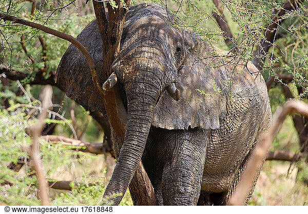 Ein Elefant kratzt sich im Manyara-Nationalpark