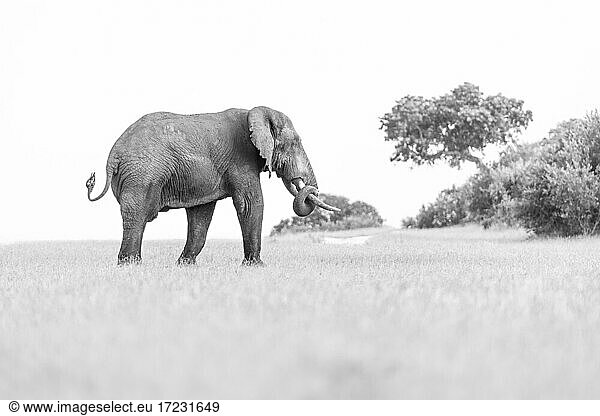 Ein Elefant  Loxodonta?africana auf einer Lichtung  Rüssel eingerollt