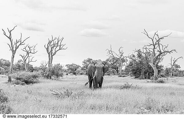 Ein Elefant  Loxodonta Africana auf einer Lichtung  tote Bäume