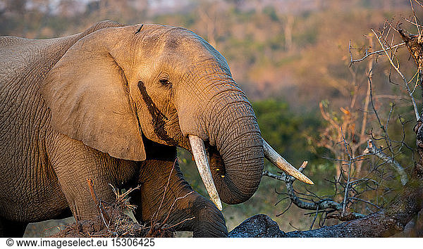 Ein Elefant  Loxodonta africana  bringt beim Fressen seinen Rüssel mit Schläfensekretion zum Maul