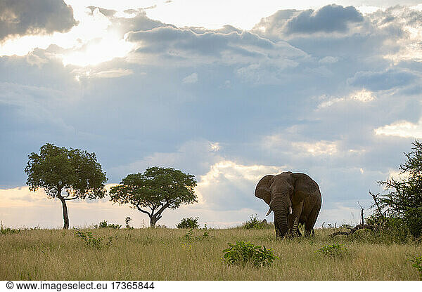 Ein Elefant  Loxodonta africana  läuft durch eine grasbewachsene Lichtung  Wolken im Hintergrund