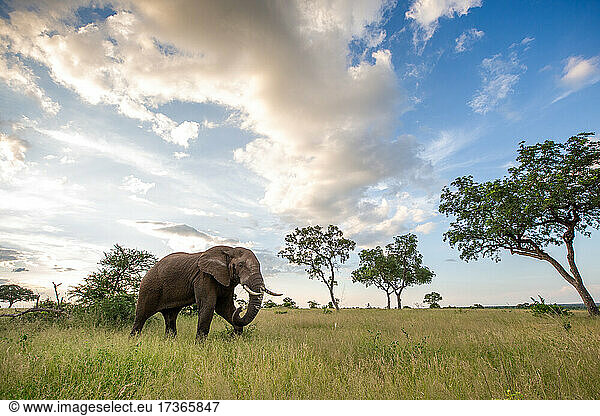 Ein Elefant  Loxodonta africana  läuft durch eine Lichtung  Wolken im Hintergrund