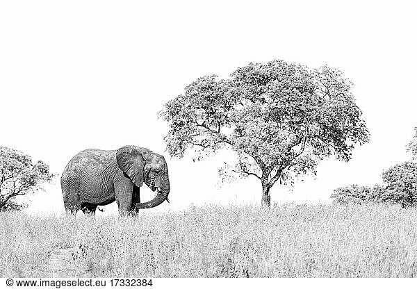 Ein Elefant  Loxodonta africana  steht auf einer Lichtung