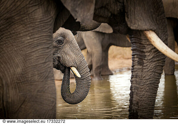 Ein Elefant trinkt Wasser an einem Wasserloch  Rüssel zum Mund