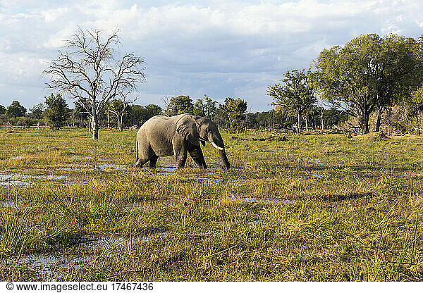 Ein Elefant watet durch die Sümpfe in einem Wildtierreservat.