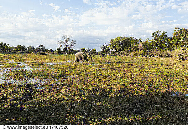 Ein Elefant watet durch die Sümpfe in einem Wildtierreservat.