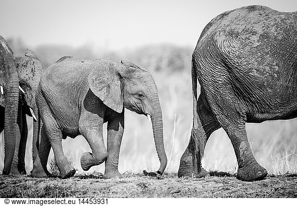 Ein Elefantenkalb  Loxodonta africana  folgt hinter seiner Mutter