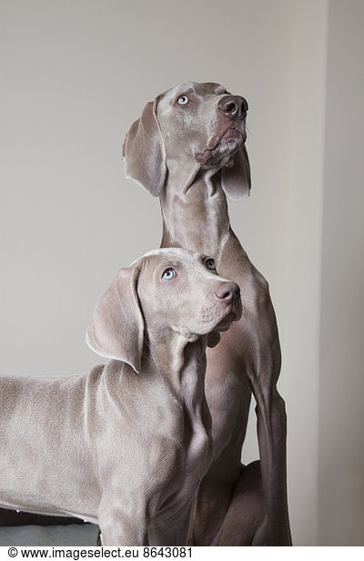 Ein erwachsener Weimaraner-Hund und ein Welpe. Zwei Hunde nebeneinander  die nach oben schauen.