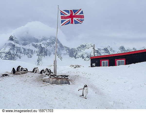 Ein Eselspinguin (Pygoscelis papua)  Brutkolonie unter der Flagge eines Union Jack  der auf der britischen Basis A in Port Lockroy  Antarktis  Polarregionen  brütet