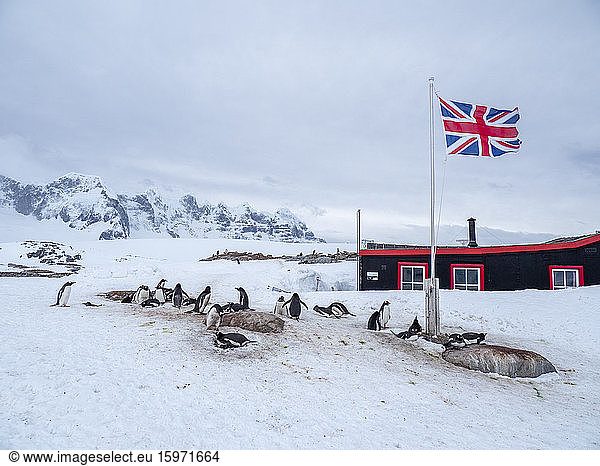 Ein Eselspinguin (Pygoscelis papua)  Brutkolonie unter der Flagge von Union Jack  in der britischen Basis A in Port Lockroy  Antarktis  Polarregionen