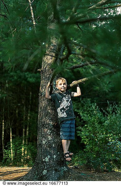 Ein fünfjähriger Junge klettert auf eine Kiefer im Wald