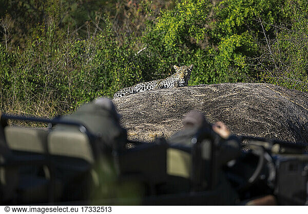 Ein Fahrzeug betrachtet einen Leoparden  Panthera pardus  auf einem Felsbrocken