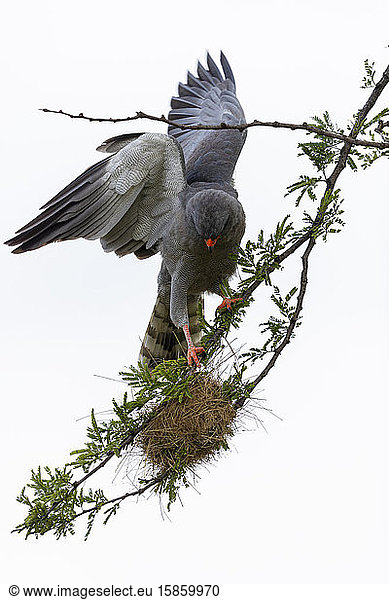 ein Falke  der auf einem Ast balanciert  versucht  ein Nest zu öffnen