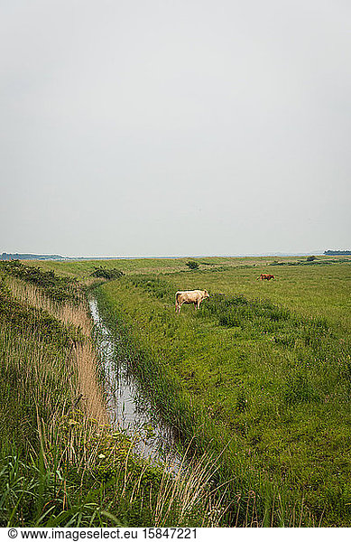 Ein Feld mit Kühen und einem Bach entlang der Küste von Norfolk