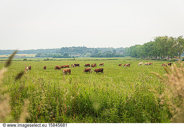Ein Feld von Kühen entlang der Küste von Norfolk